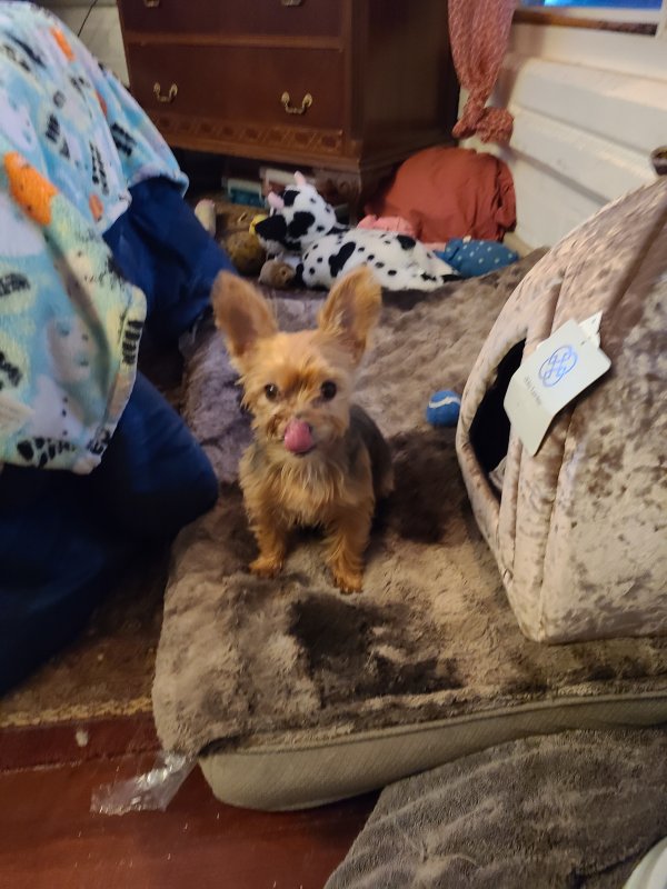 Safe Yorkshire Terrier in Placentia, CA