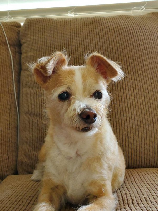 Safe Jack Russell Terrier in San Leandro, CA