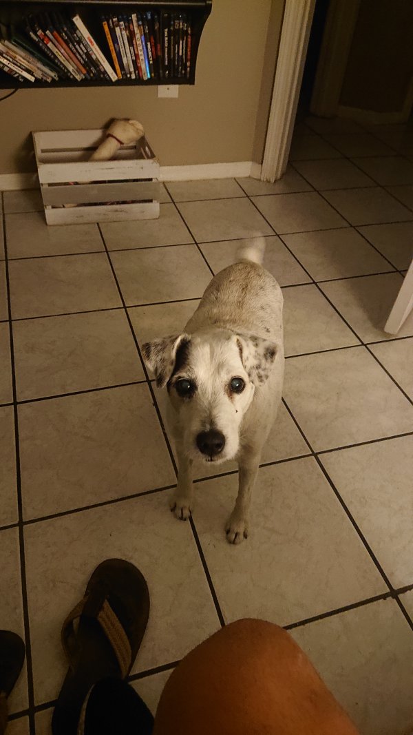 Safe Jack Russell Terrier in Kissimmee, FL