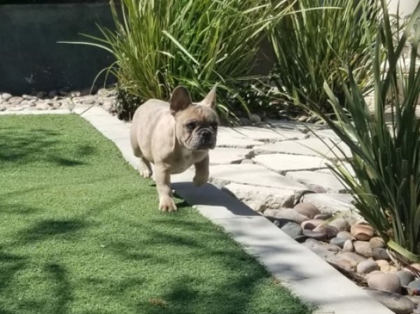 Safe French Bulldog in Victorville, CA