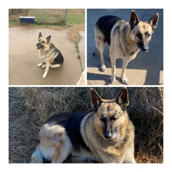 Safe German Shepherd Dog in Burleson, TX