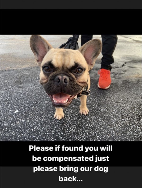 Safe French Bulldog in Jonesboro, GA