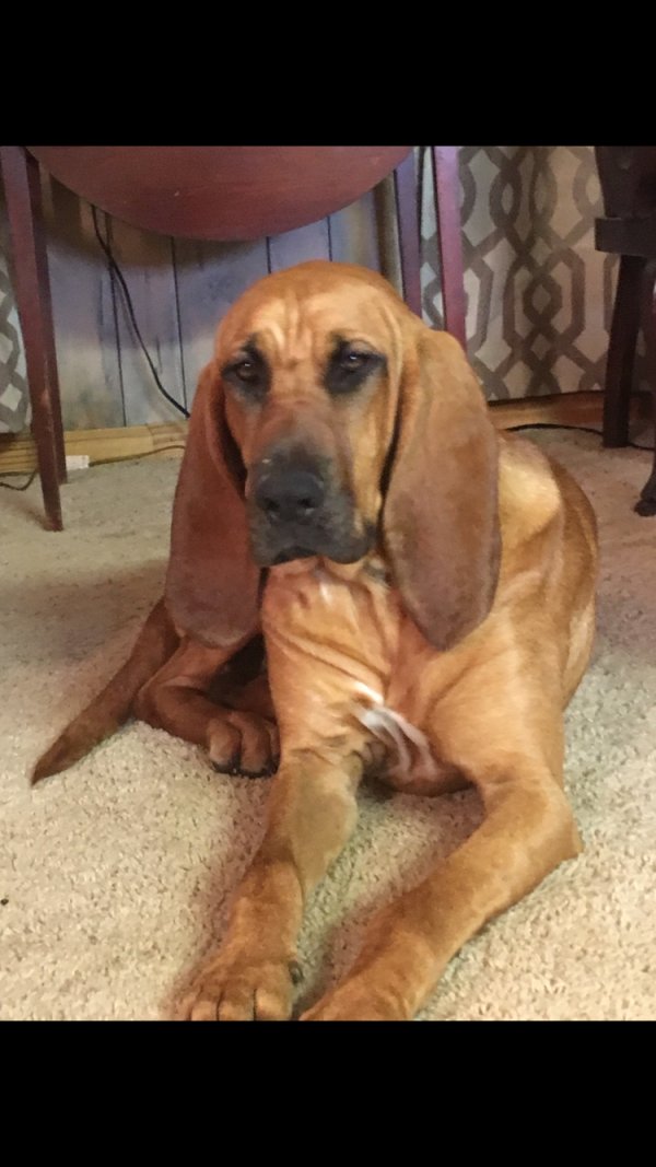 Safe Bloodhound in Linden, AL
