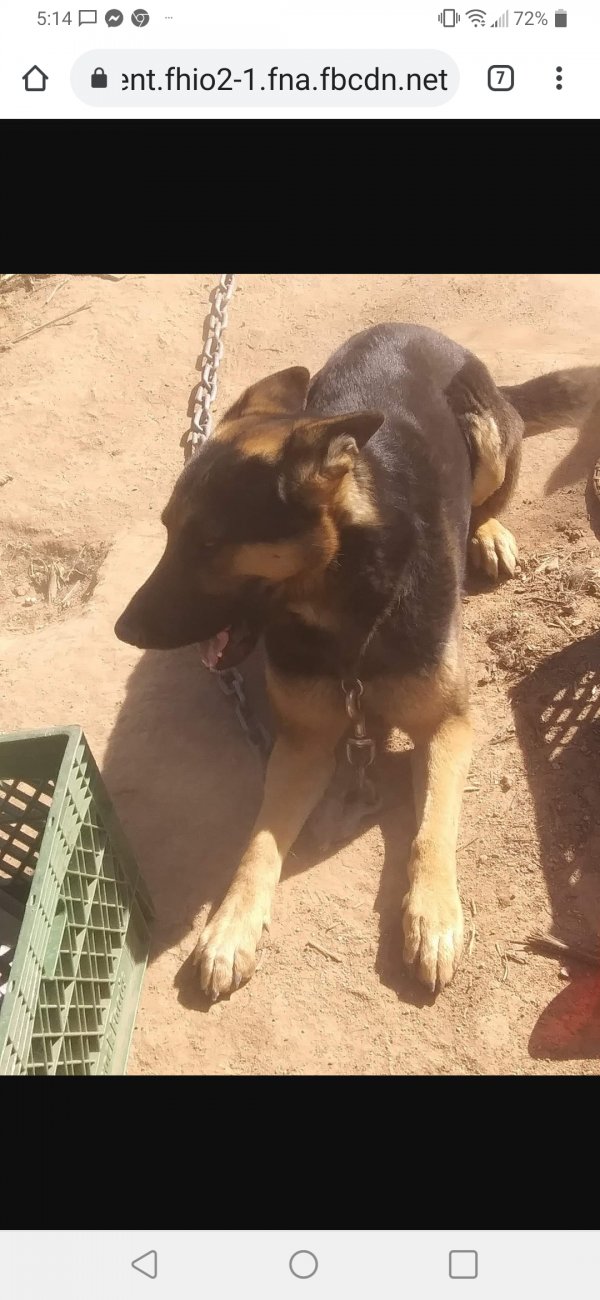Safe German Shepherd Dog in Williams, AZ