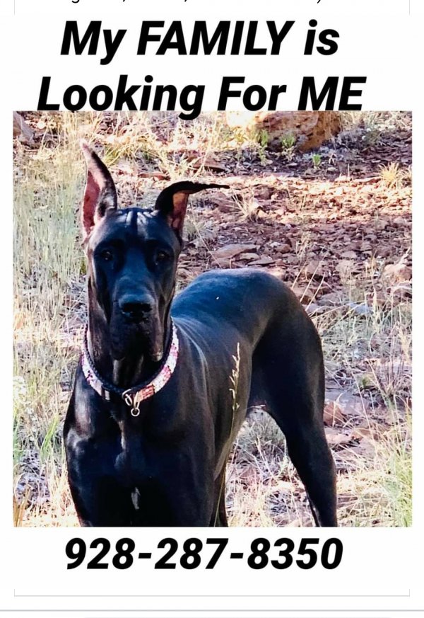 Safe Great Dane in Youngtown, AZ