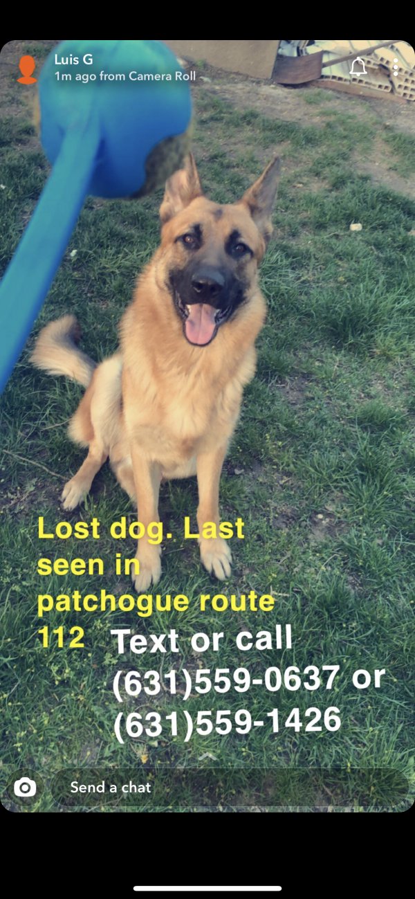 Safe German Shepherd Dog in Patchogue, NY