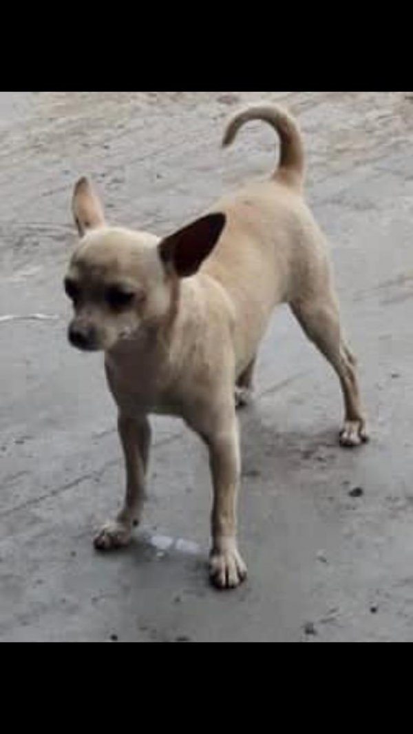 Safe Chihuahua in Winder, GA