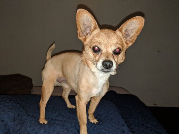Safe Chihuahua in Escondido, CA