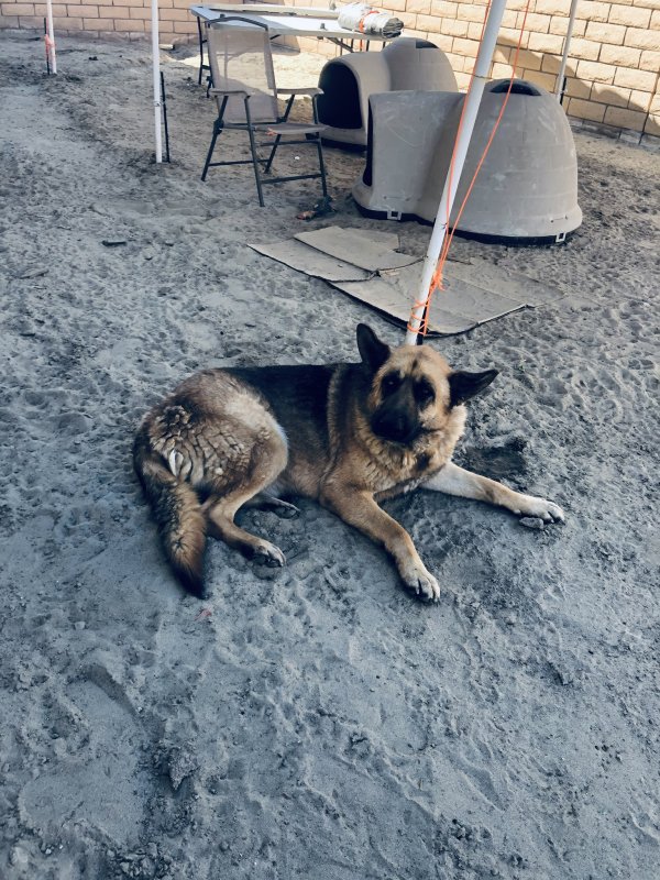 Safe German Shepherd Dog in Indio, CA