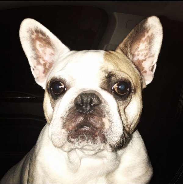 Safe French Bulldog in Vacaville, CA