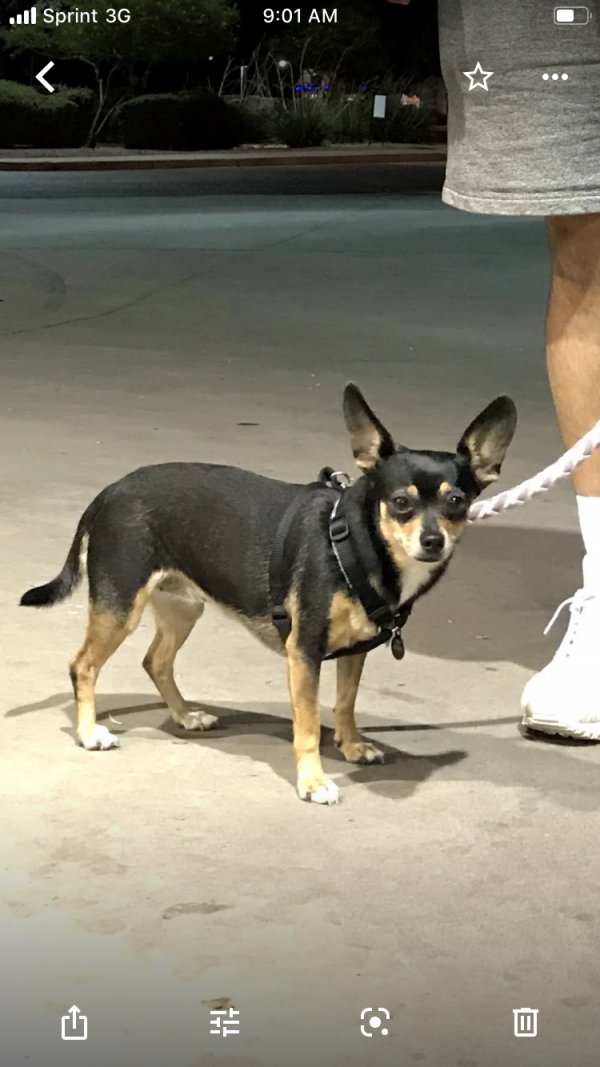 Safe Chihuahua in Austin, TX US