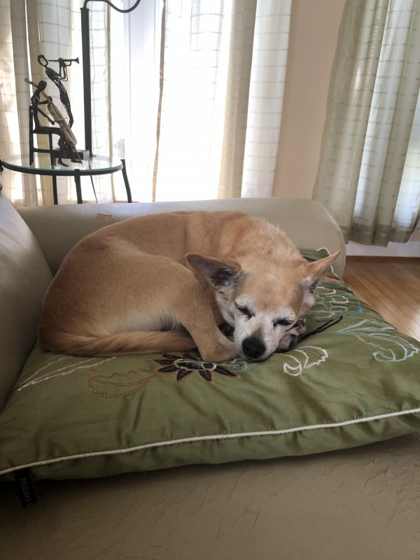 Safe Chihuahua in Upper Marlboro, MD