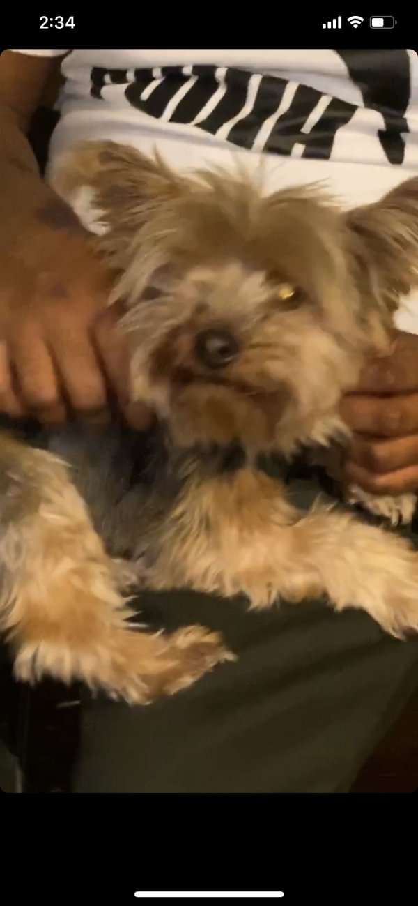 Safe Yorkshire Terrier in Oxon Hill, MD