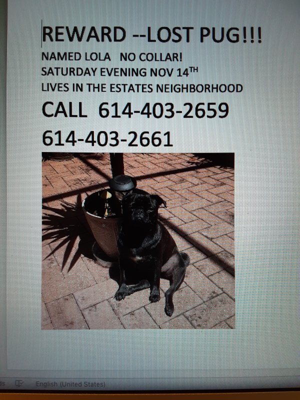 Safe Pug in Hudson, FL