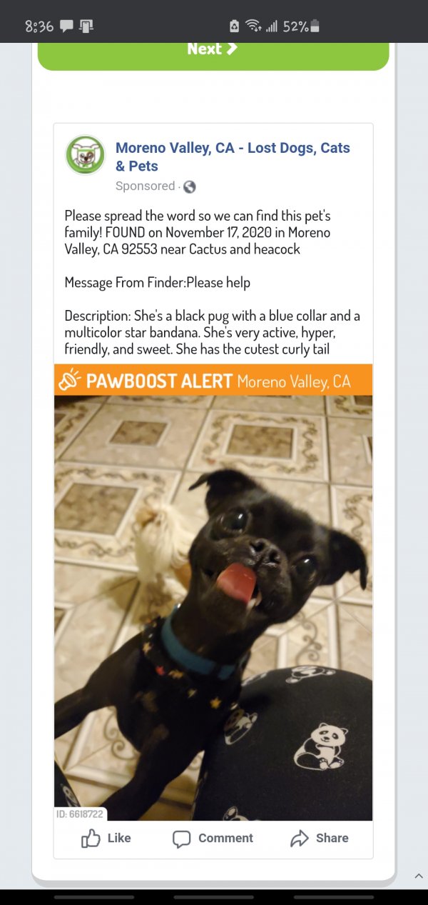 Safe Pug in Moreno Valley, CA