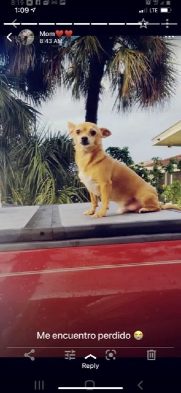Safe Chihuahua in Naples, FL