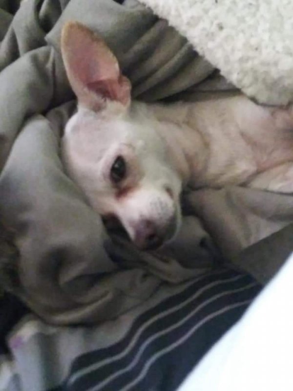 Safe Chihuahua in Stockton, CA
