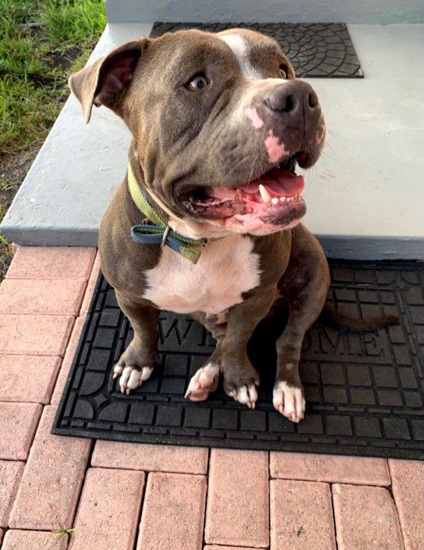 Safe American Bulldog in Hialeah, FL