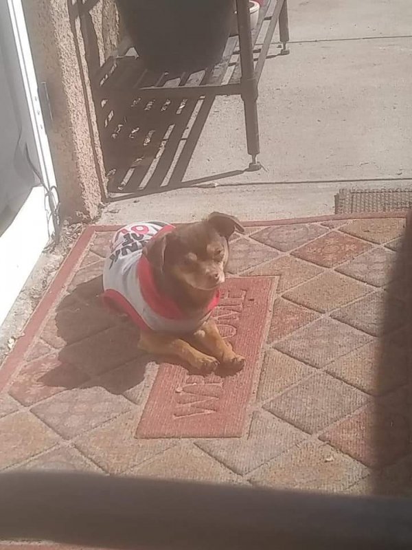 Safe Chihuahua in Bishop, CA