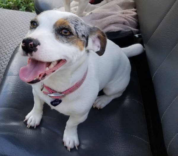 Safe Jack Russell Terrier in Brooksville, FL