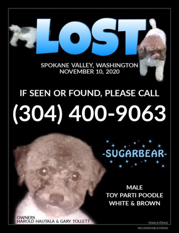 Safe Poodle in Spokane, WA