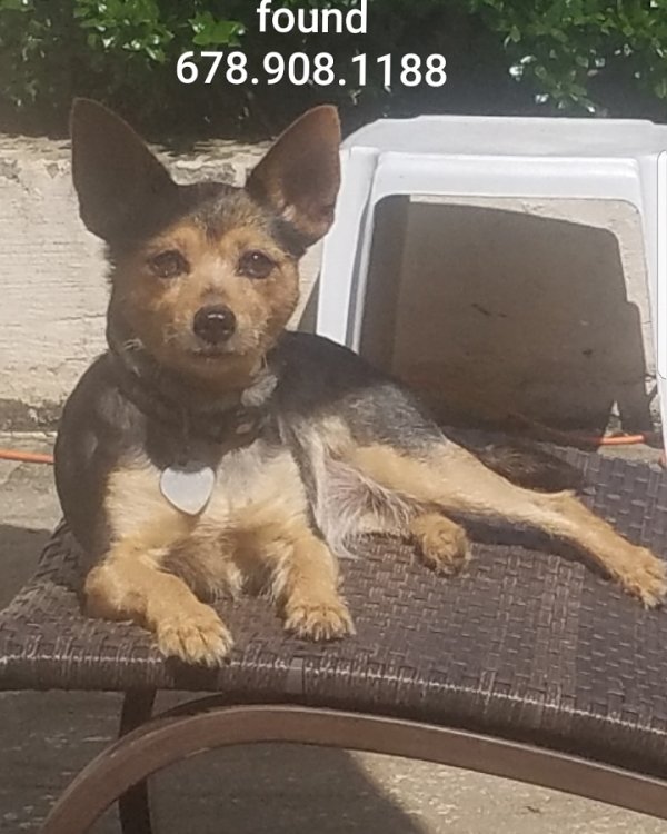 Safe Chihuahua in Decatur, GA