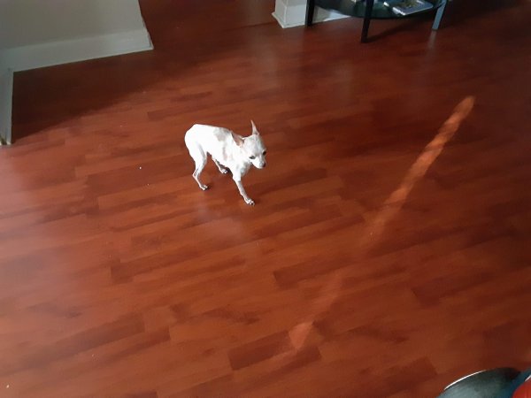 Safe Chihuahua in Tampa, FL
