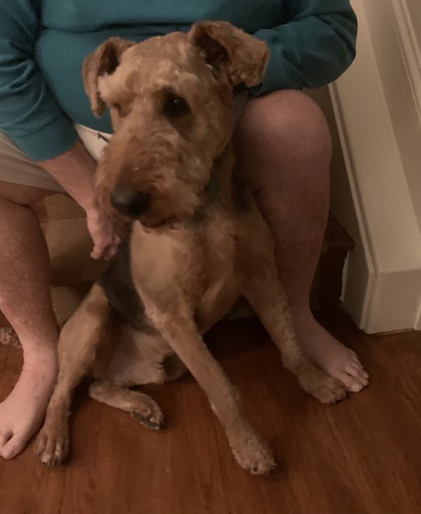 Safe Airedale Terrier in Toms River, NJ