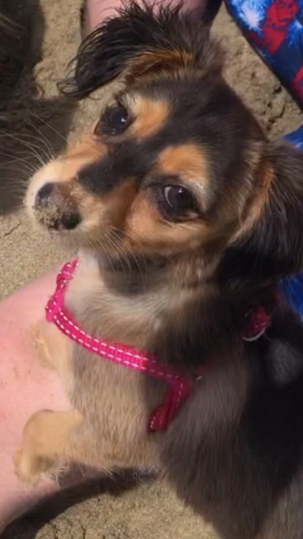 Safe Chihuahua in Perris, CA