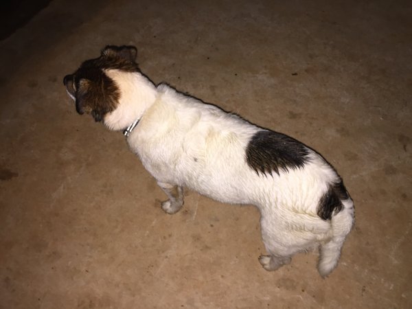 Safe Jack Russell Terrier in Pendergrass, GA US