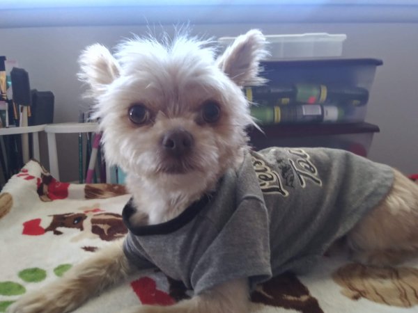 Safe Yorkshire Terrier in Palmdale, CA