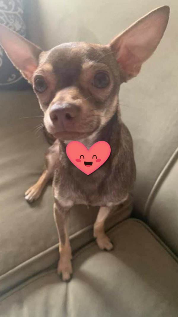 Safe Chihuahua in Port Richey, FL
