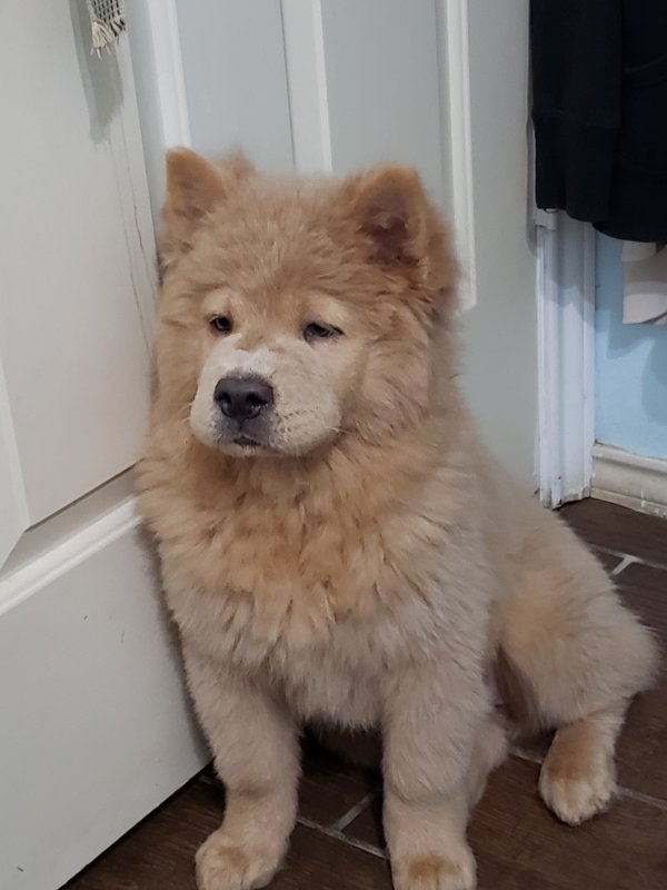 Safe Chow Chow in McKinney, TX