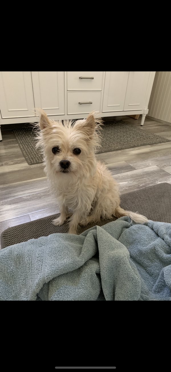 Safe Cairn Terrier in Tulare, CA