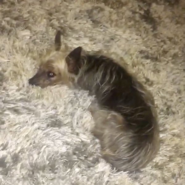 Safe Silky Terrier in Colton, CA