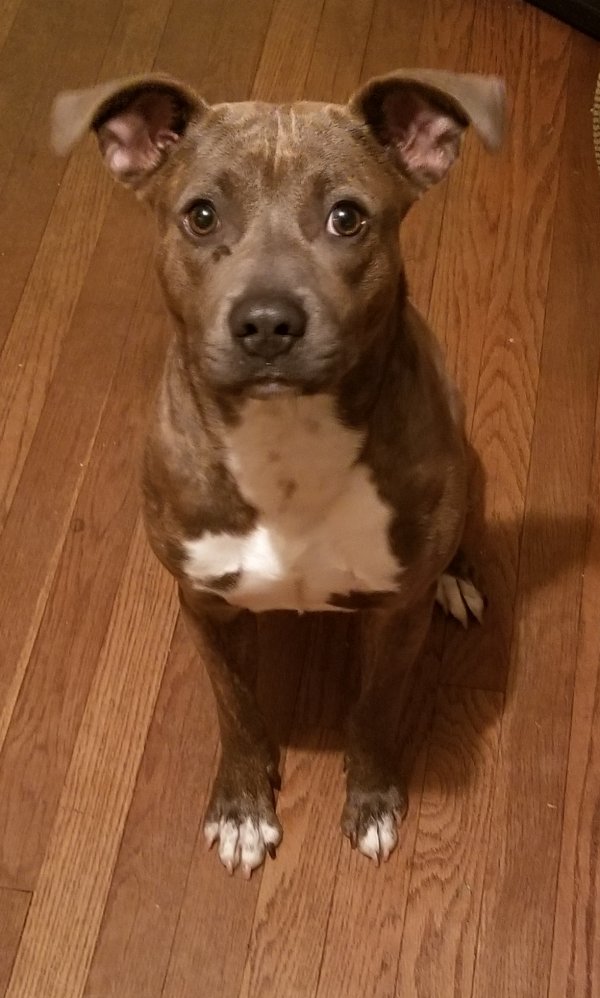 Safe Pit Bull in Statesville, NC