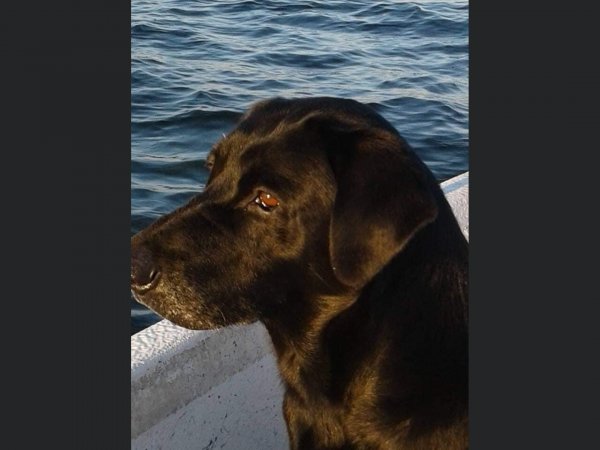 Safe Labrador Retriever in New Port Richey, FL