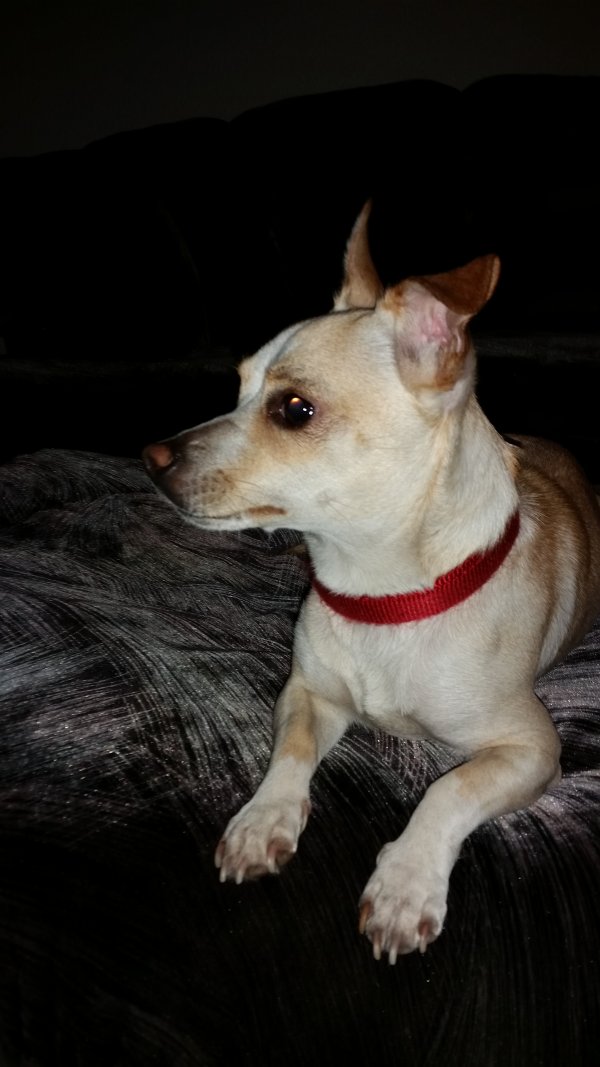 Safe Chihuahua in Tacoma, WA