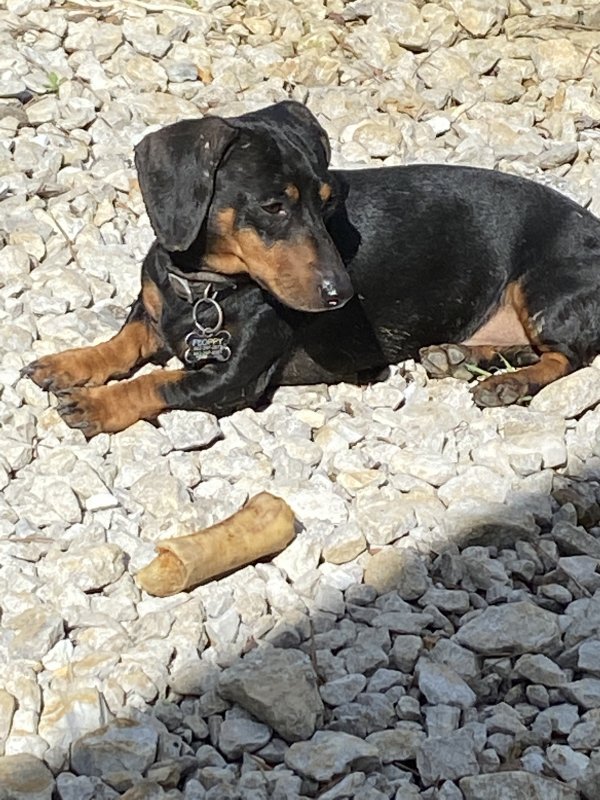 Safe Dachshund in Pontotoc, MS