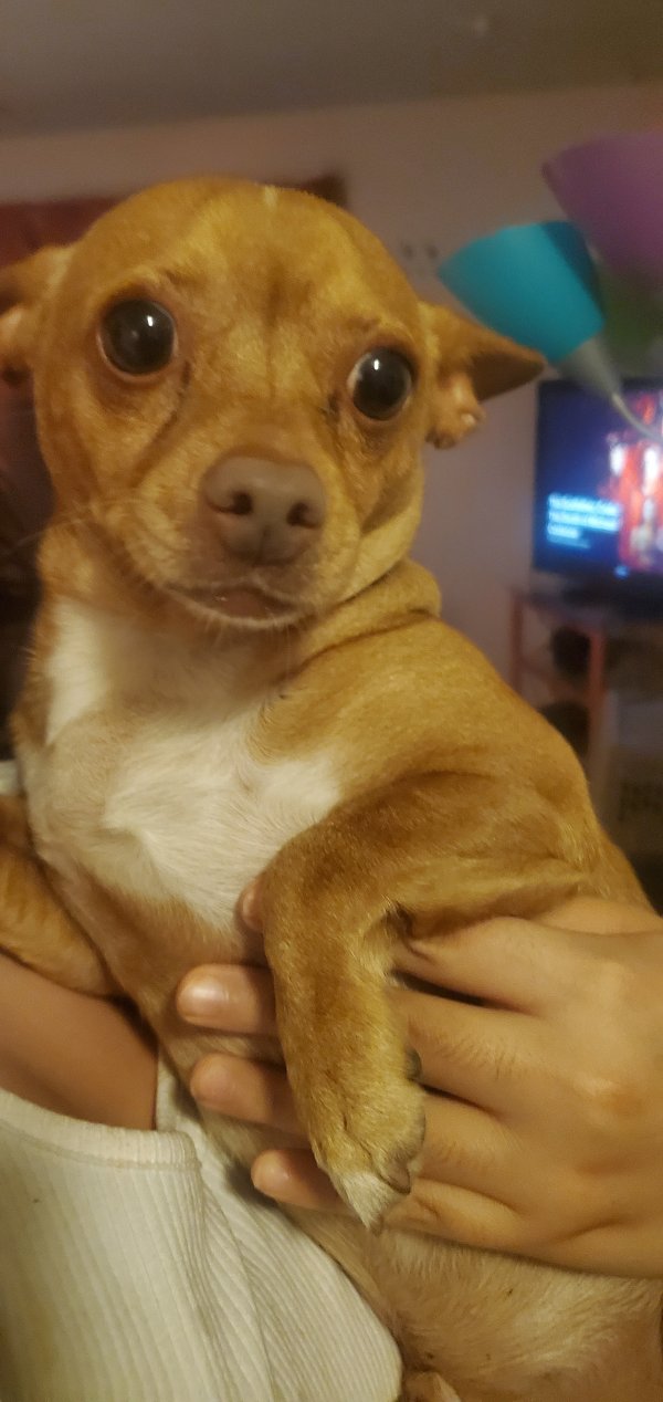 Safe Chihuahua in Hyattsville, MD
