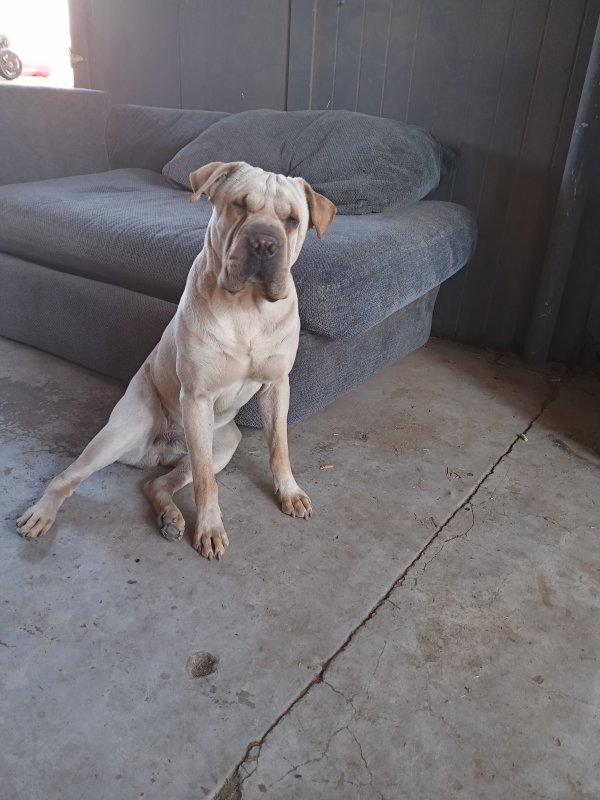 Safe Chinese SharPei in El Paso, TX