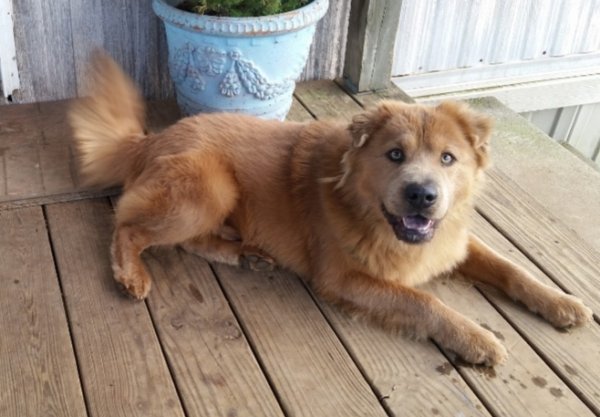 Safe Chow Chow in Collinsville, AL