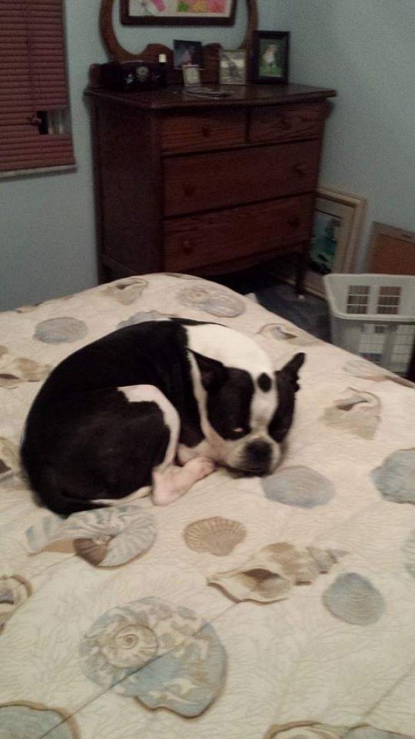 Safe Boston Terrier in Apopka, FL