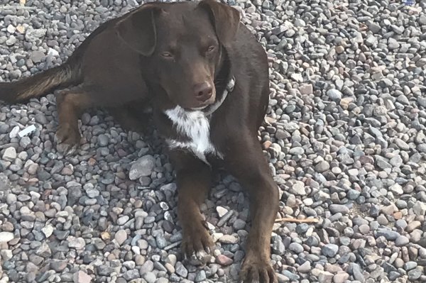 Safe Labrador Retriever in Tucson, AZ