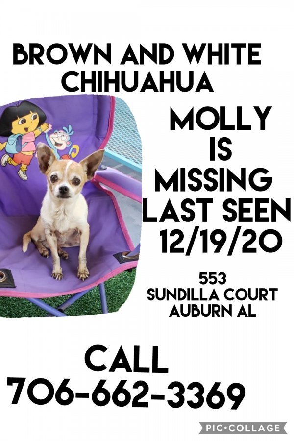 Safe Chihuahua in Auburn, AL