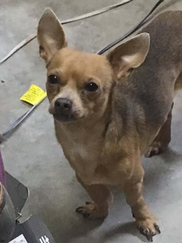 Safe Chihuahua in Katy, TX