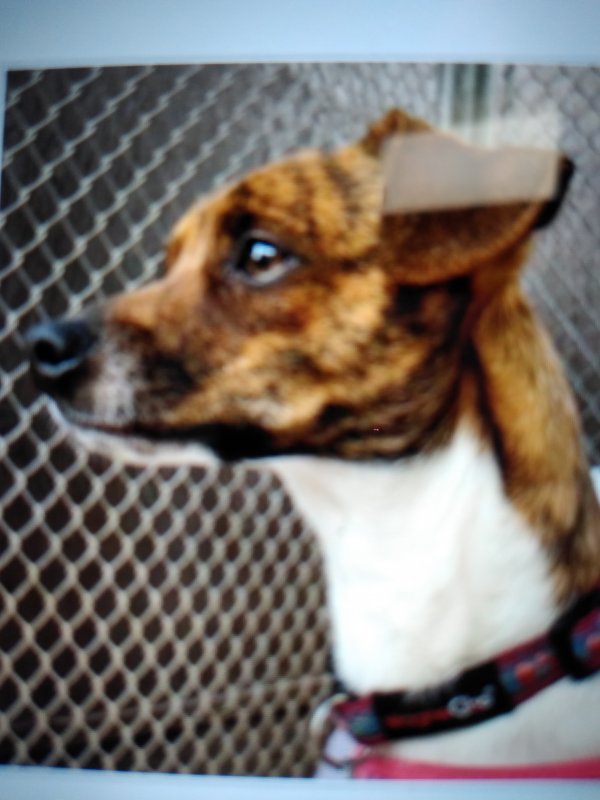 Safe Jack Russell Terrier in Denver, CO