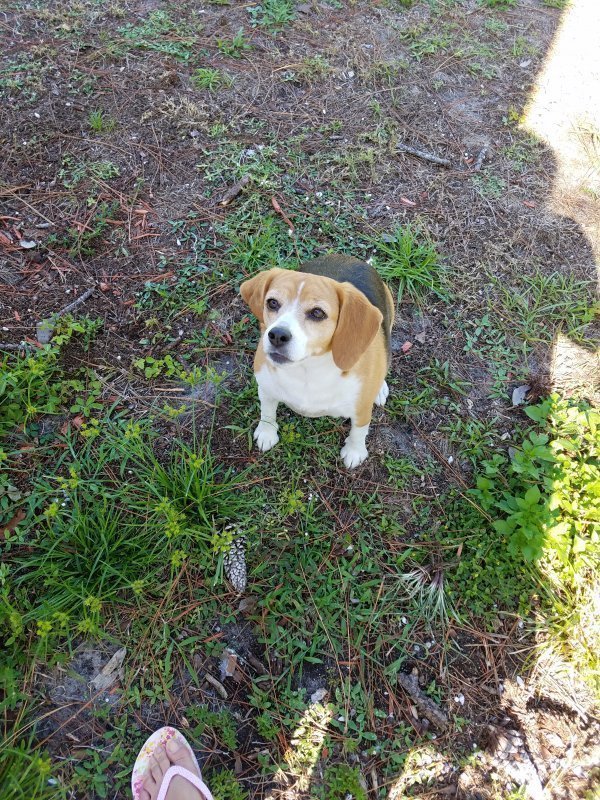 Safe Beagle in Naples, FL