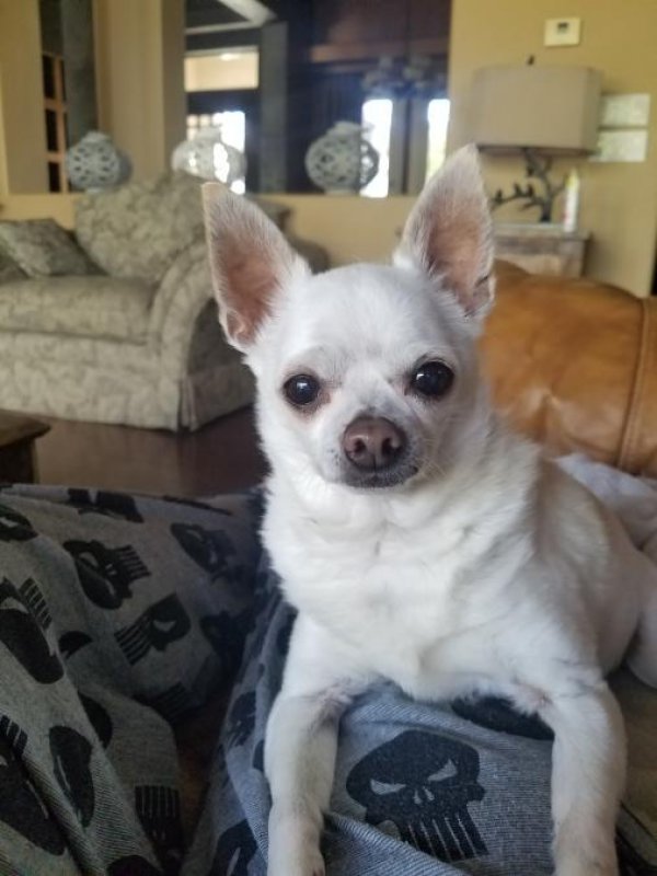 Safe Chihuahua in Forney, TX
