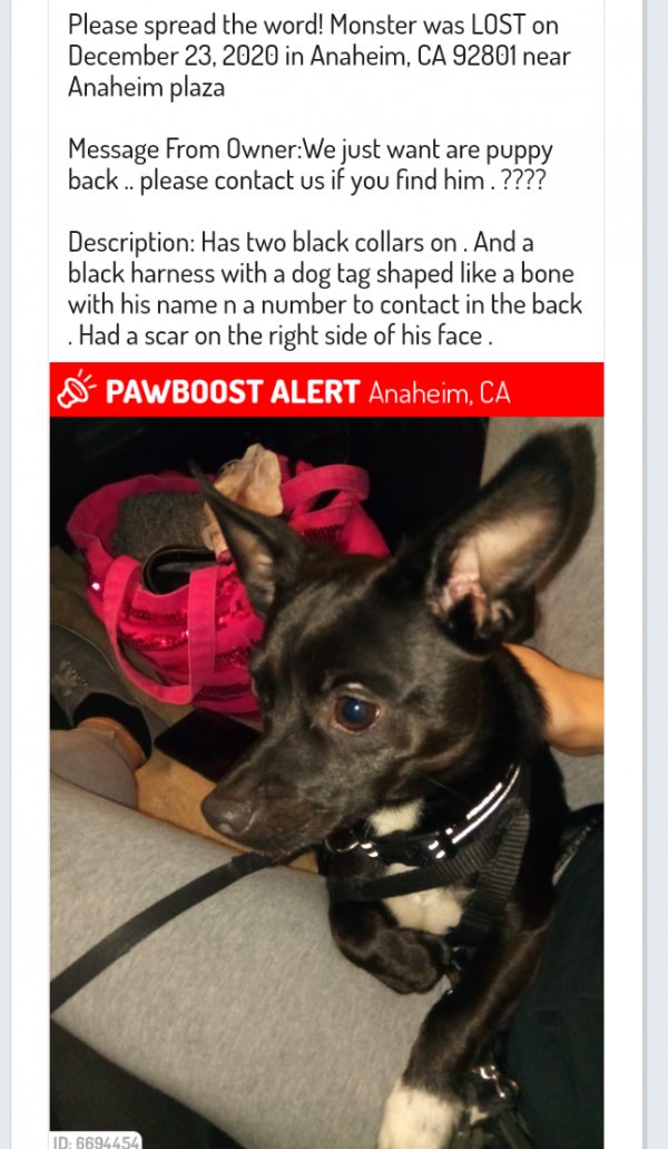 Safe Chihuahua in Anaheim, CA